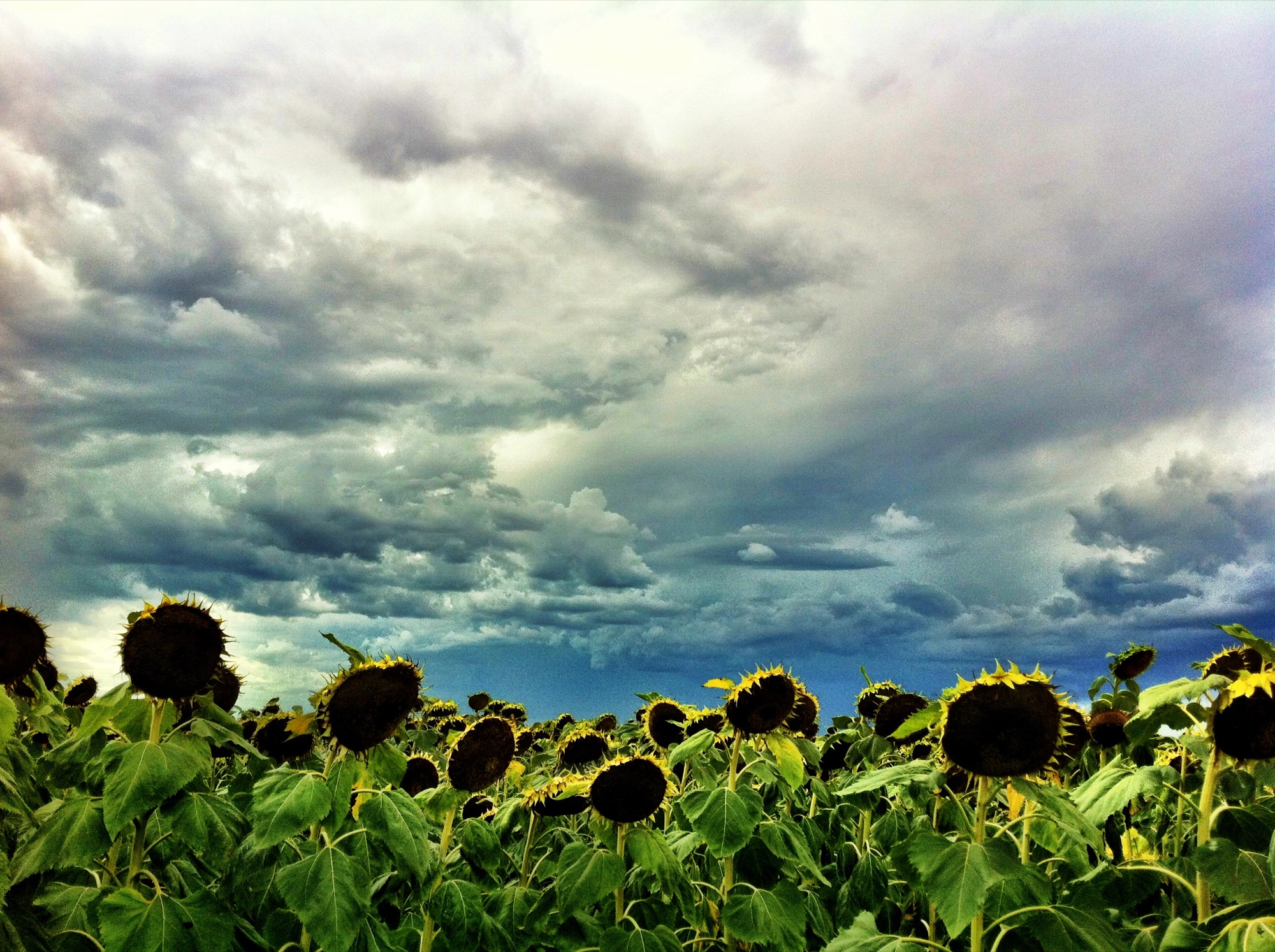 Sunflower photograph 7 of 19